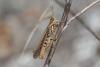 Chorthippus brunneus brunneus